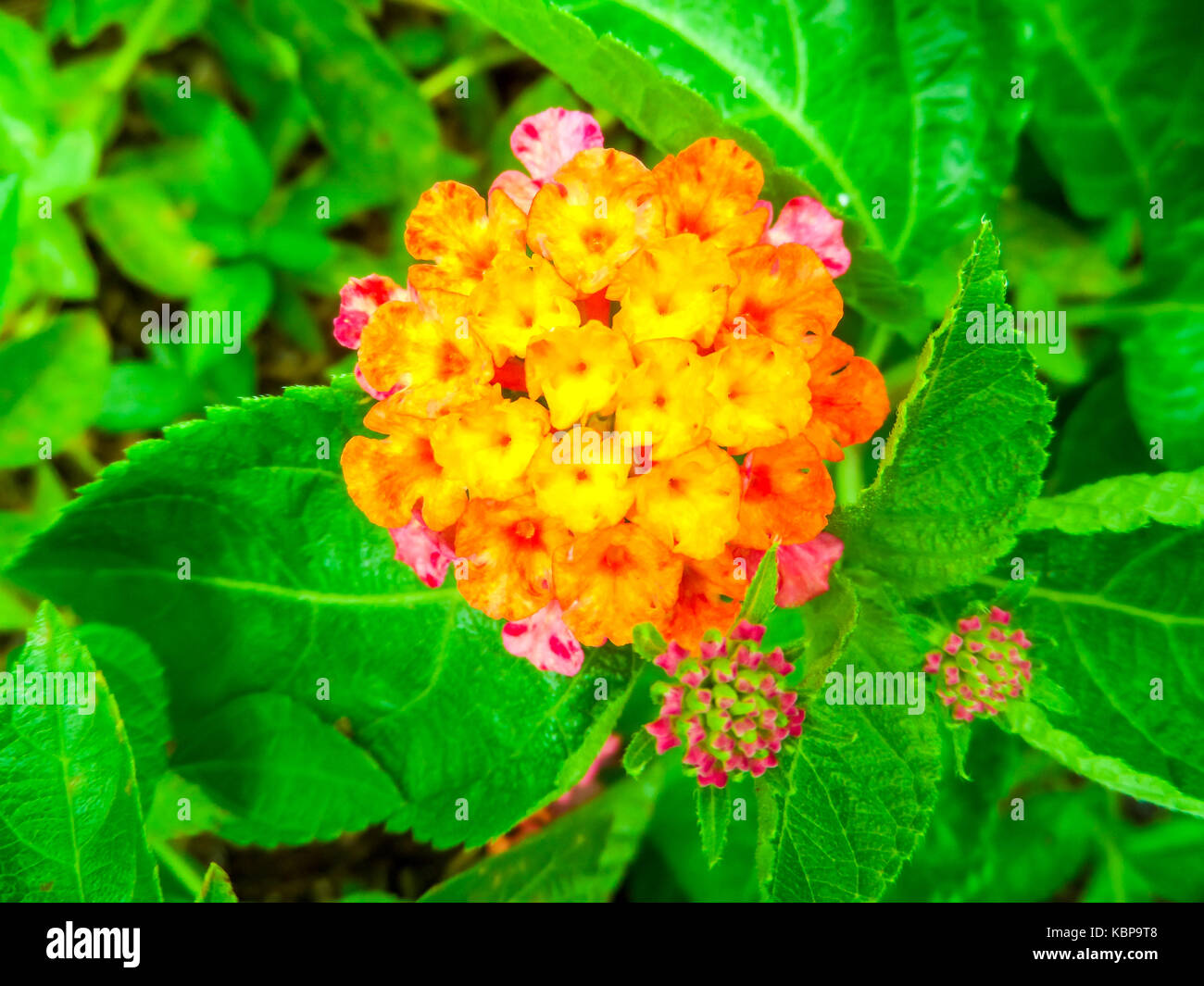 Lantana colorful bloom in the garden in summer Stock Photo