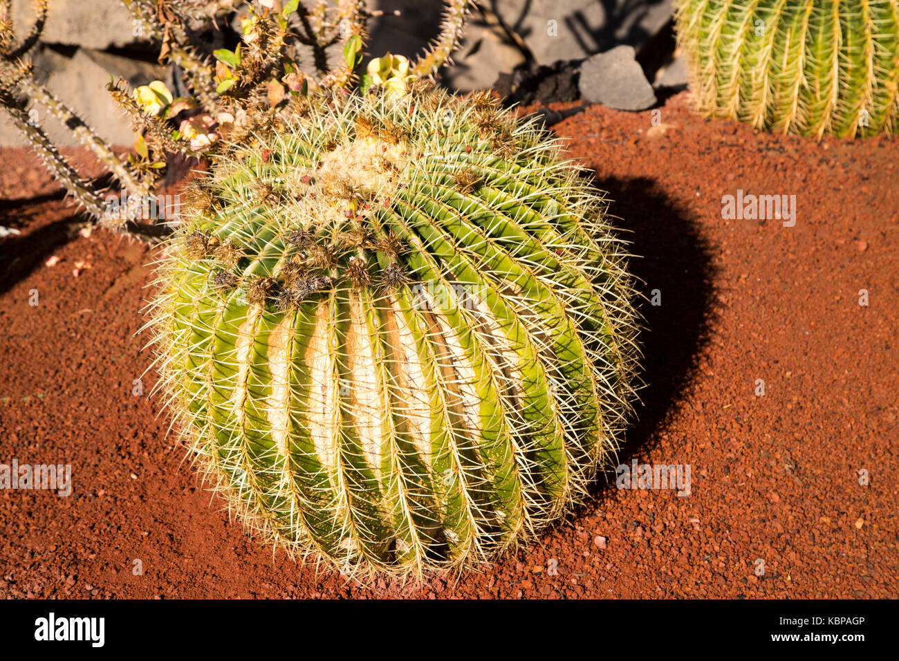 Cactus plant Cactaceae, Echinocactus grusonil, Lanzarote, Canary Islands, Spai Stock Photo