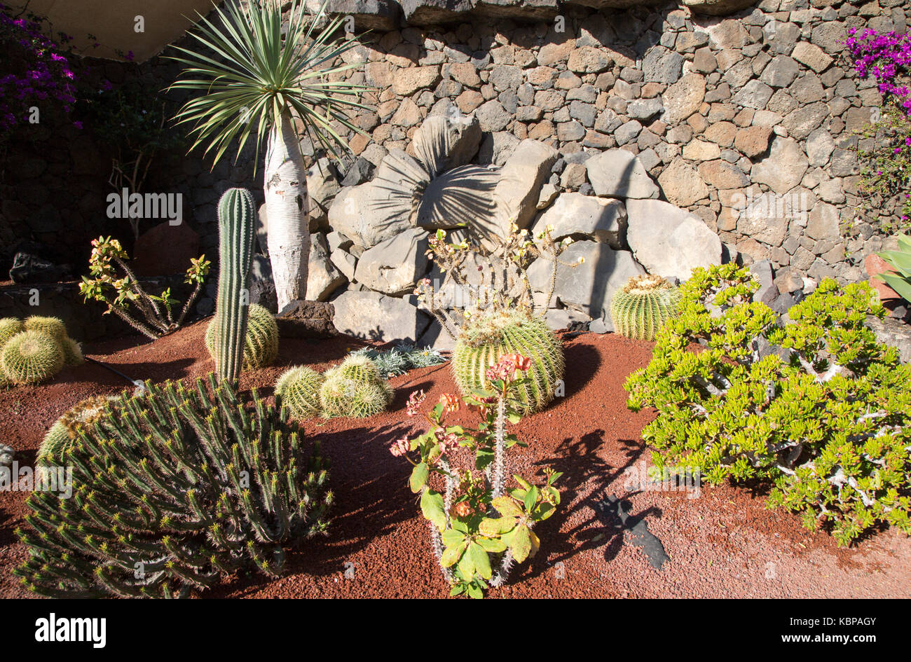Small cacti garden with different varieties of cactus, Lanzarote, Canary Islands, Spain Stock Photo
