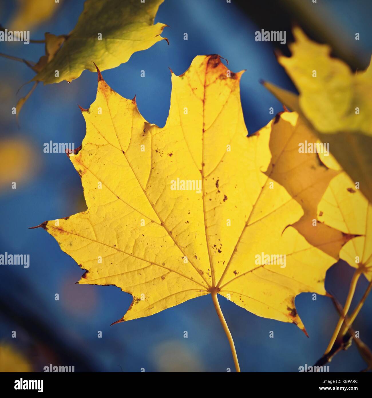 Autumn. Beautiful colorful leaves on trees in autumn time. Natural ...