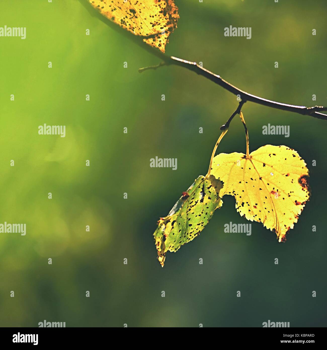 Autumn. Beautiful colorful leaves on trees in autumn time. Natural ...