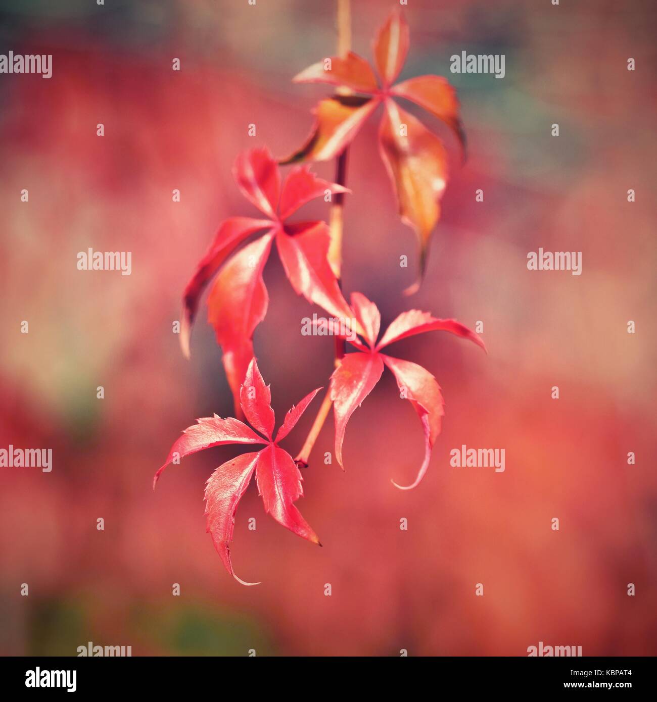 Autumn. Beautiful colorful leaves on trees in autumn time. Natural ...