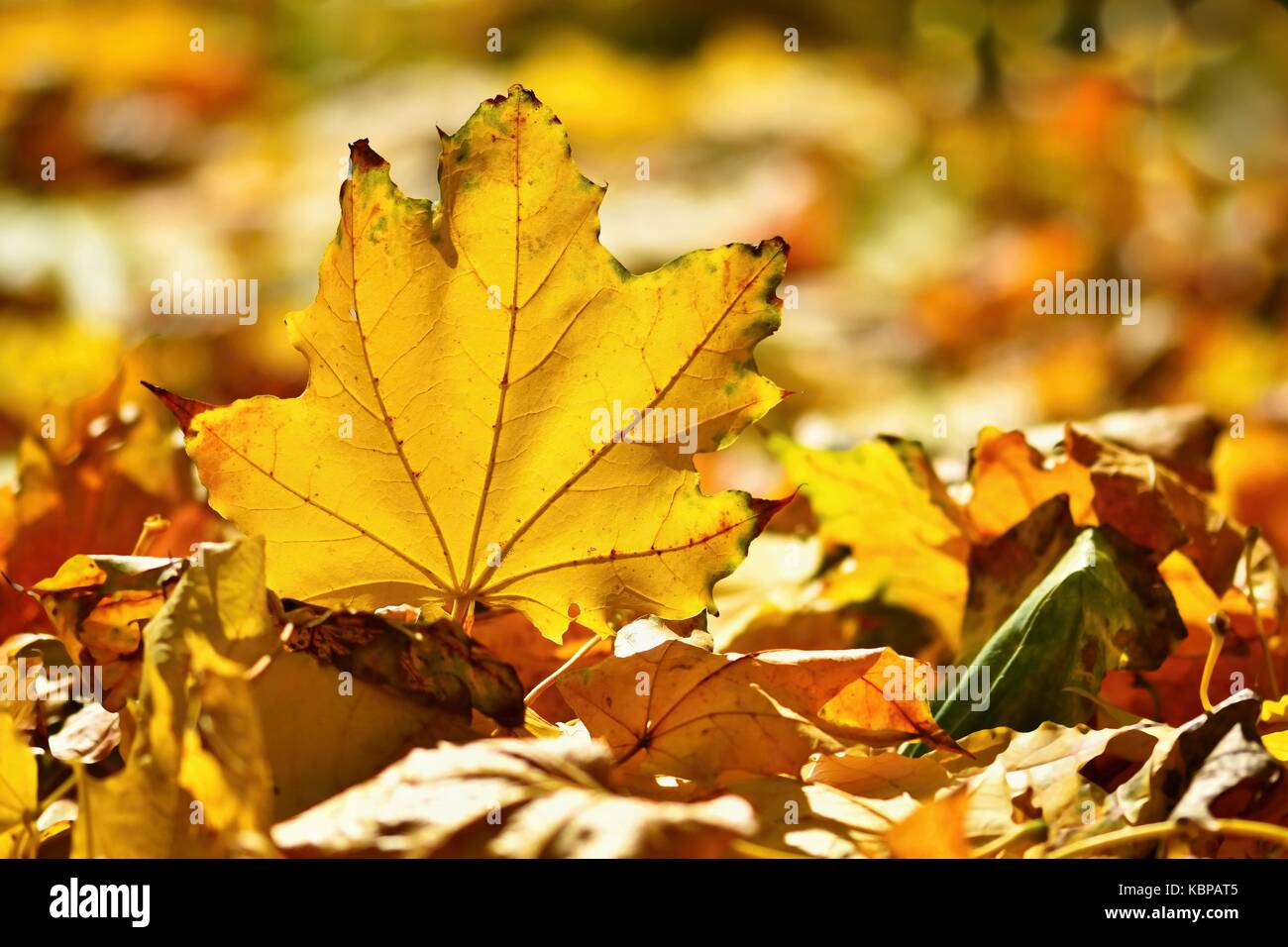Autumn. Beautiful colorful leaves on trees in autumn time. Natural ...