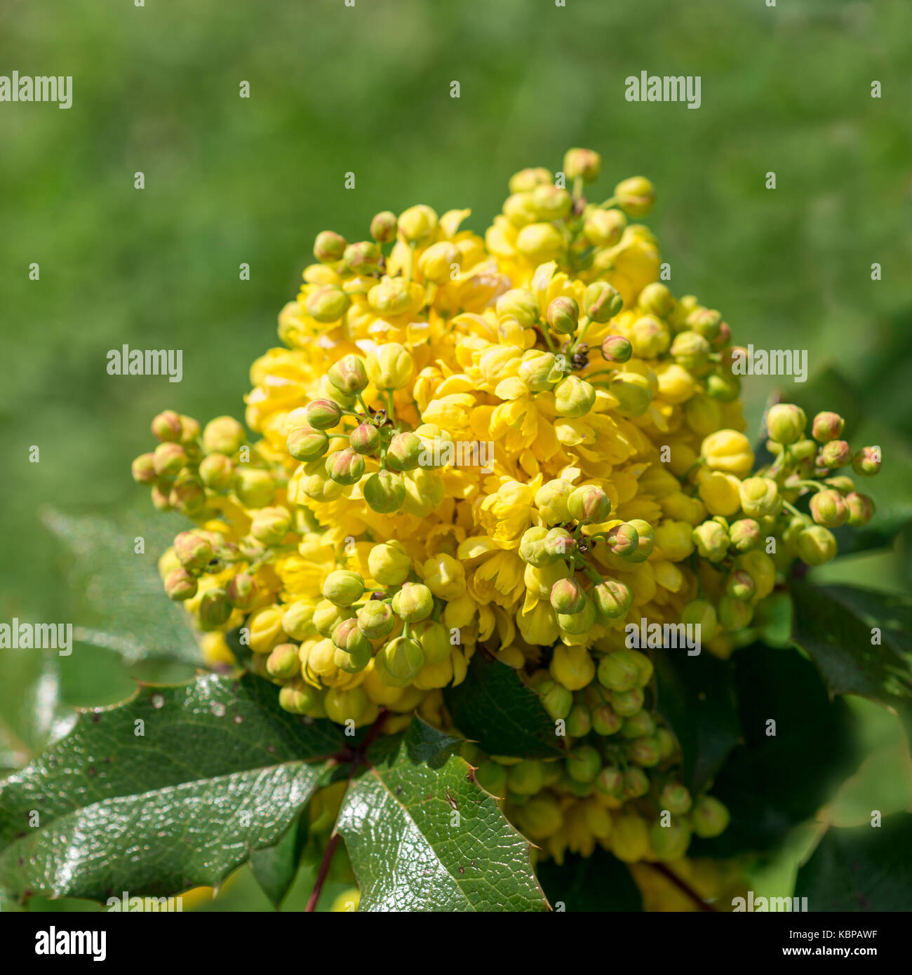 Oregon grape flowers hi-res stock photography and images - Alamy