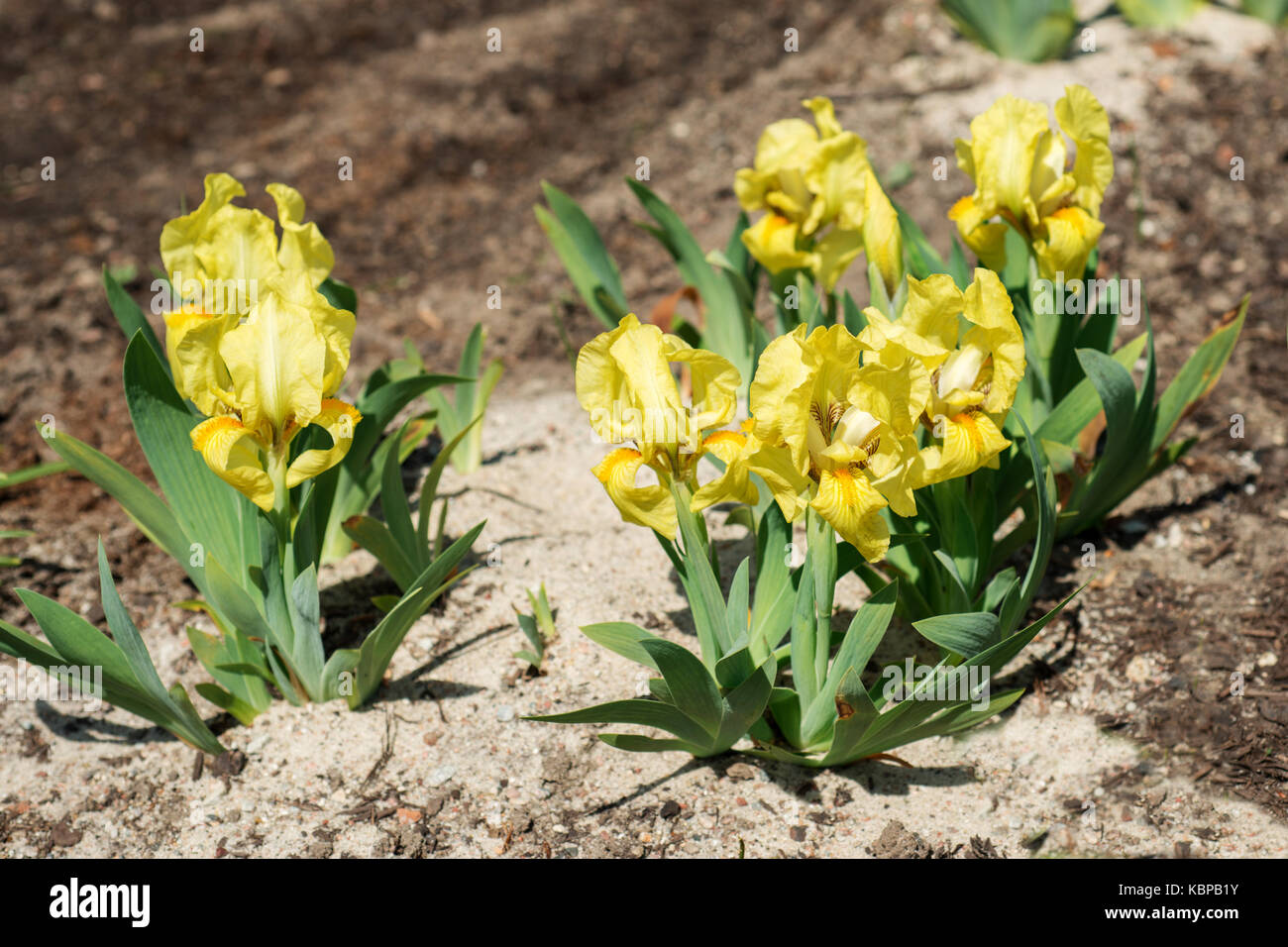 Flowers yellow Irises Stock Photo Alamy