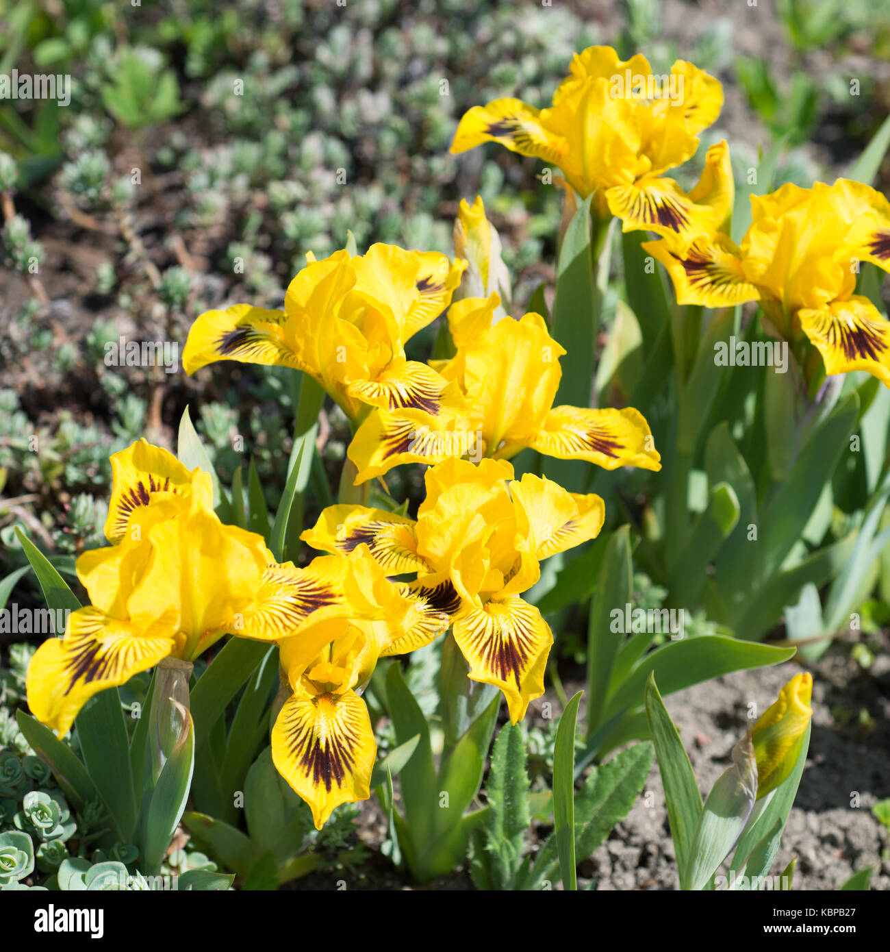 Flowers yellow Irises Stock Photo Alamy