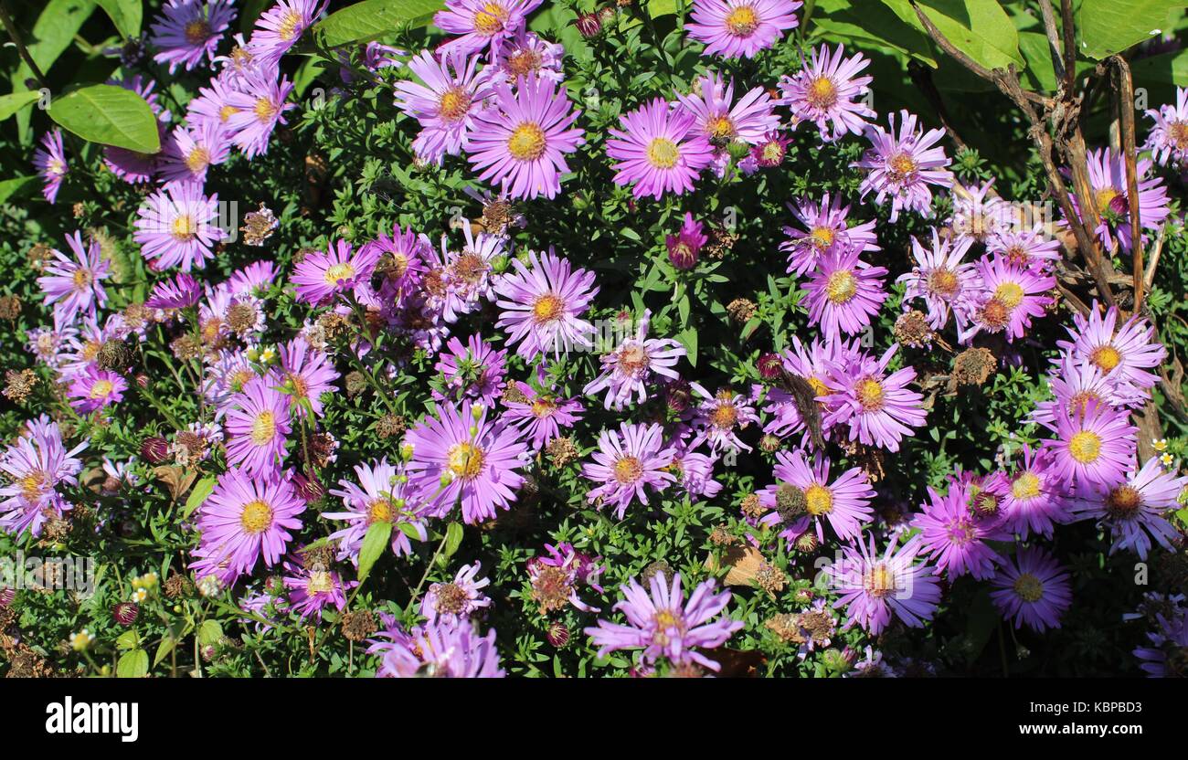 Purple Chrysanthemum Stock Photo