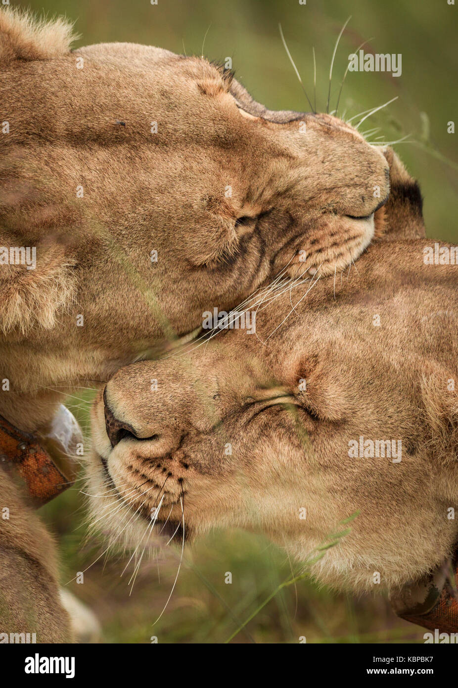 lionesses licking and grooming eachother in zimbabwe Stock Photo
