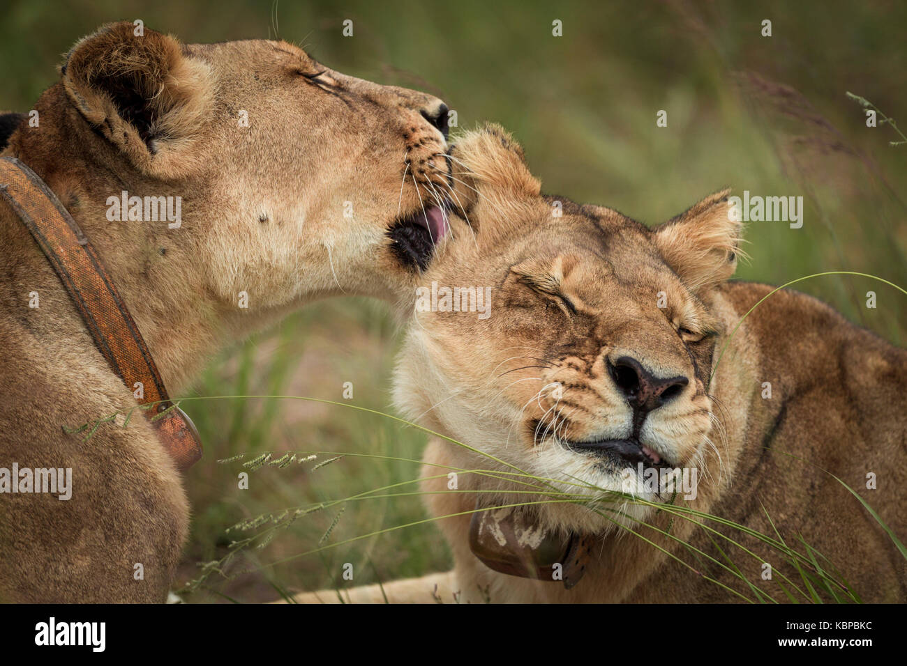 lionesses licking and grooming eachother in zimbabwe Stock Photo