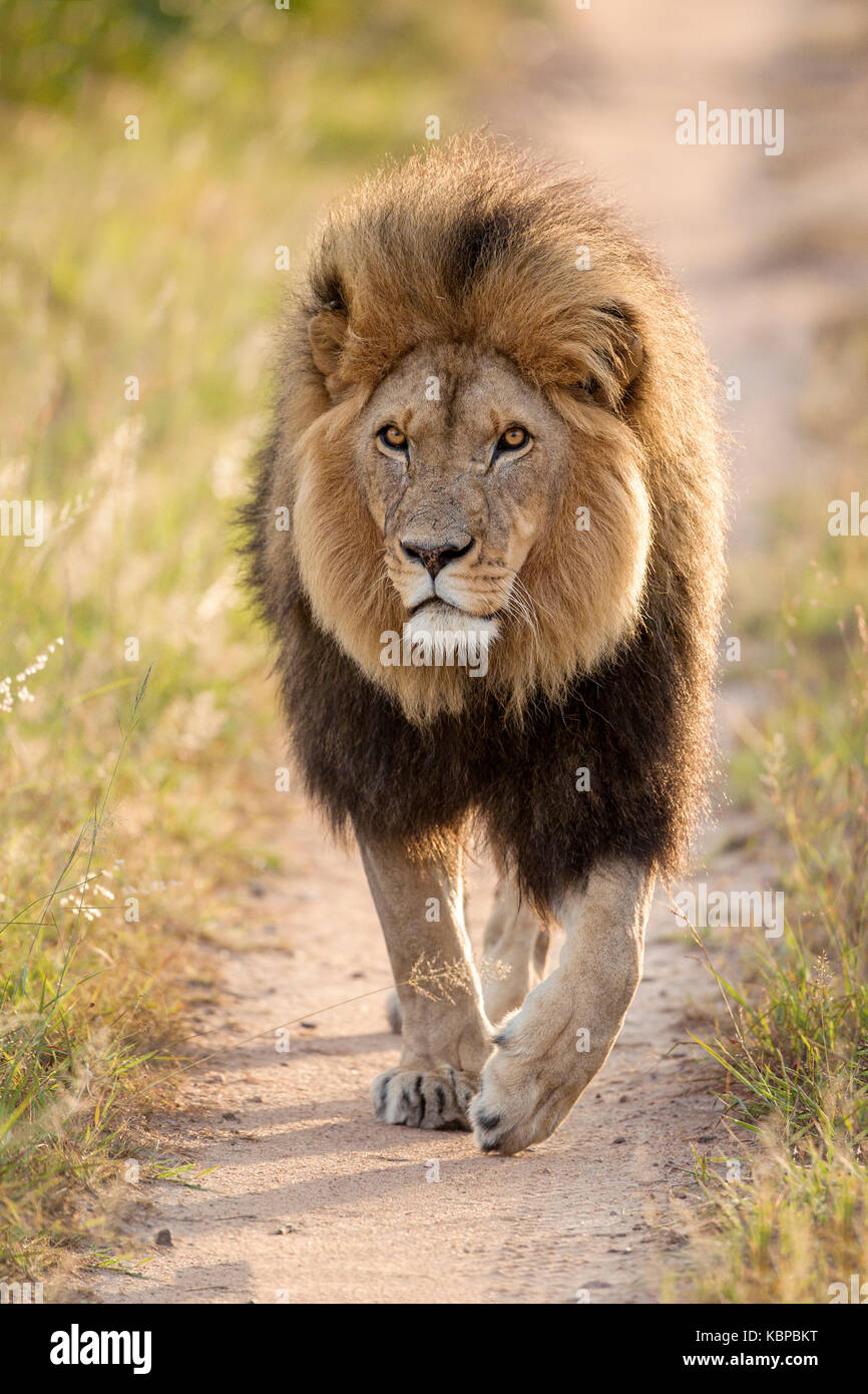 huge male lion walking on sand road towards photographer in Zimbabwe Stock Photo