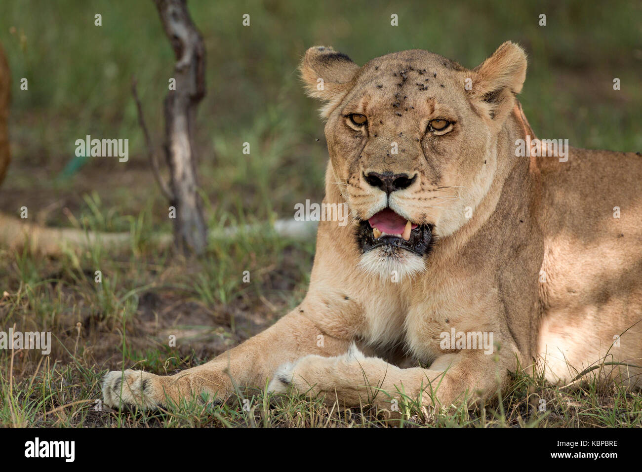 Portrait of African lions (Panthera leo) resting in the bush Stock Photo