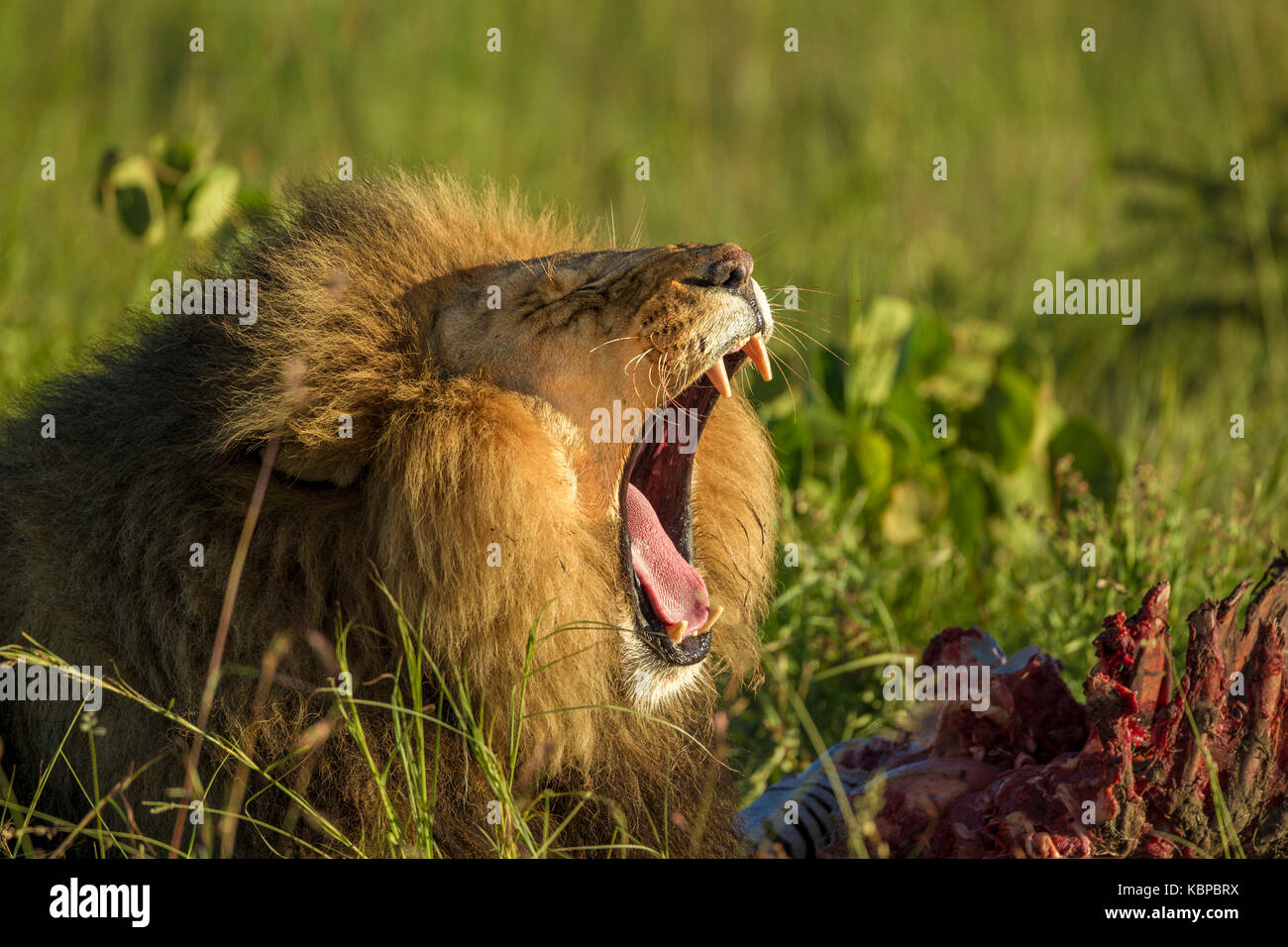 African lion eating carcass (Panthera leo) Stock Photo