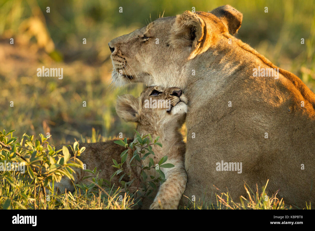 baby lion cub cuddling with mother , golden hour, lying in grass Stock Photo