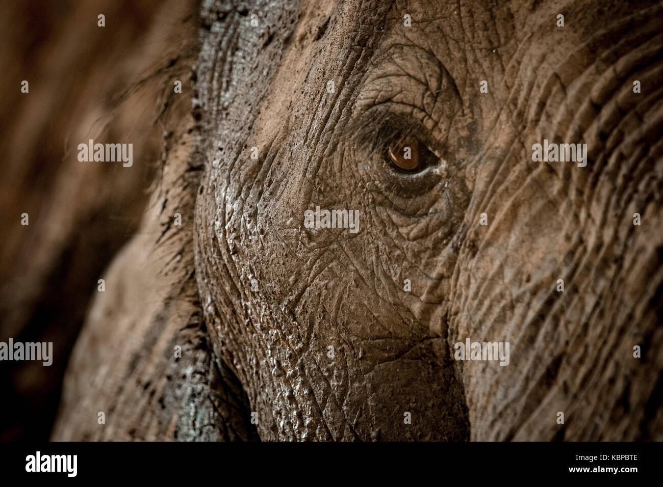 Close up of African elephant's eye (Loxodonta) Stock Photo