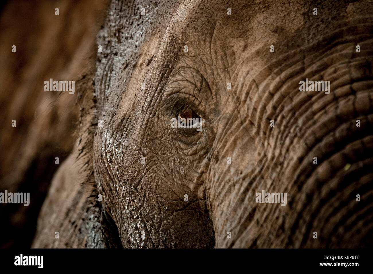 Close up of African elephant's eye (Loxodonta) Stock Photo