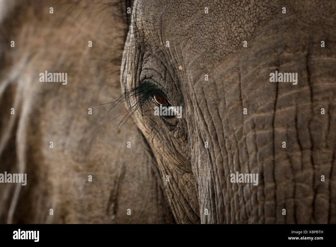 Close up of African elephant's eye (Loxodonta) Stock Photo