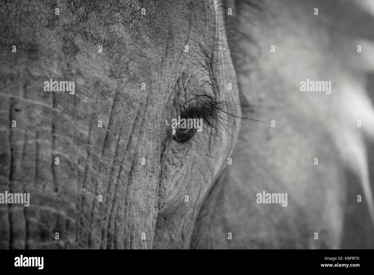 Close up of African elephant's eye (Loxodonta) Stock Photo