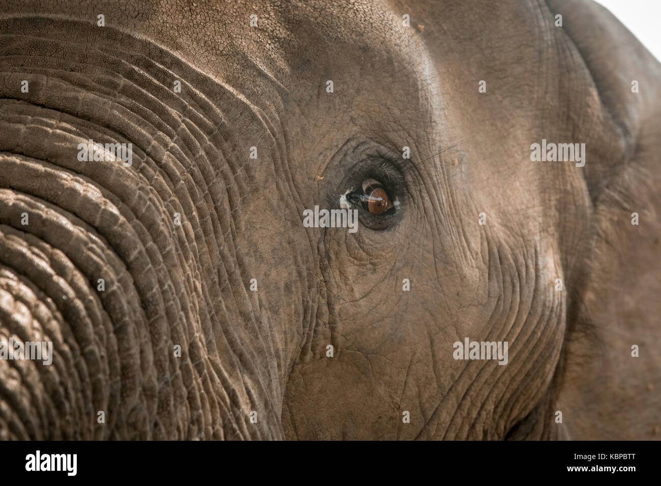 Close up of African elephant's eye (Loxodonta) Stock Photo