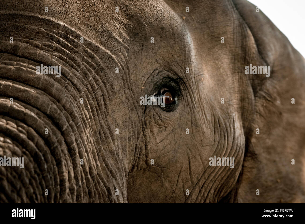 Close up of African elephant's eye (Loxodonta) Stock Photo