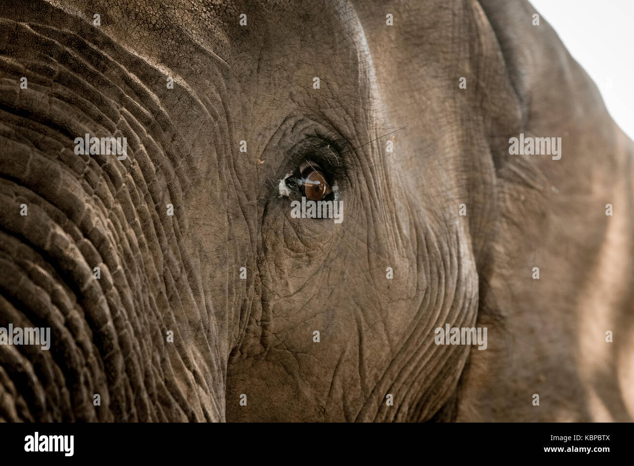 Close up of African elephant's eye (Loxodonta) Stock Photo