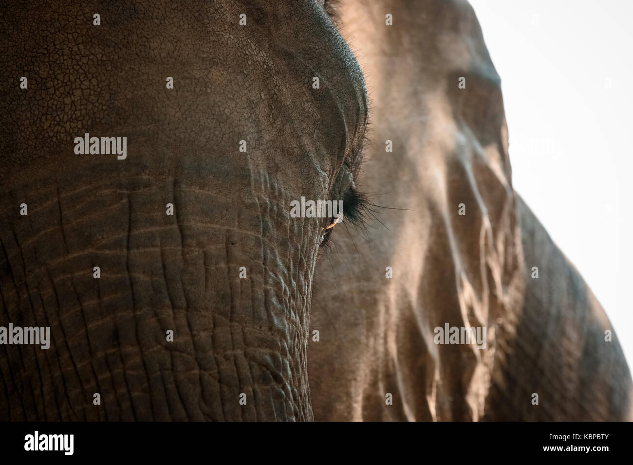 Close up of African elephant's eye (Loxodonta) Stock Photo