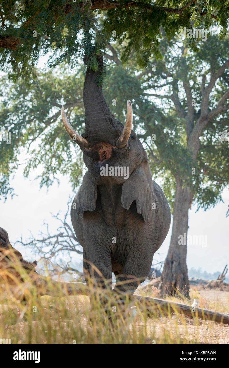 elephant eating from tree, reaching up Stock Photo