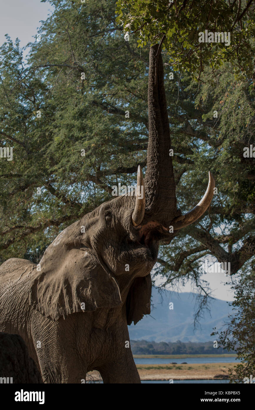 African elephant (Loxodonta) with trunk raised, low angle view Stock Photo