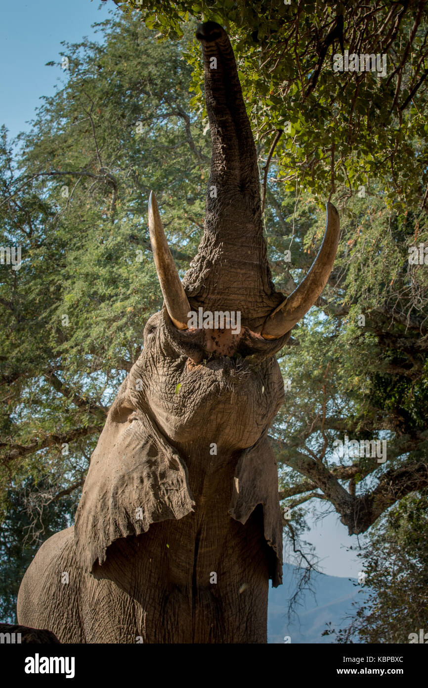 African elephant (Loxodonta) with trunk raised, low angle view Stock Photo