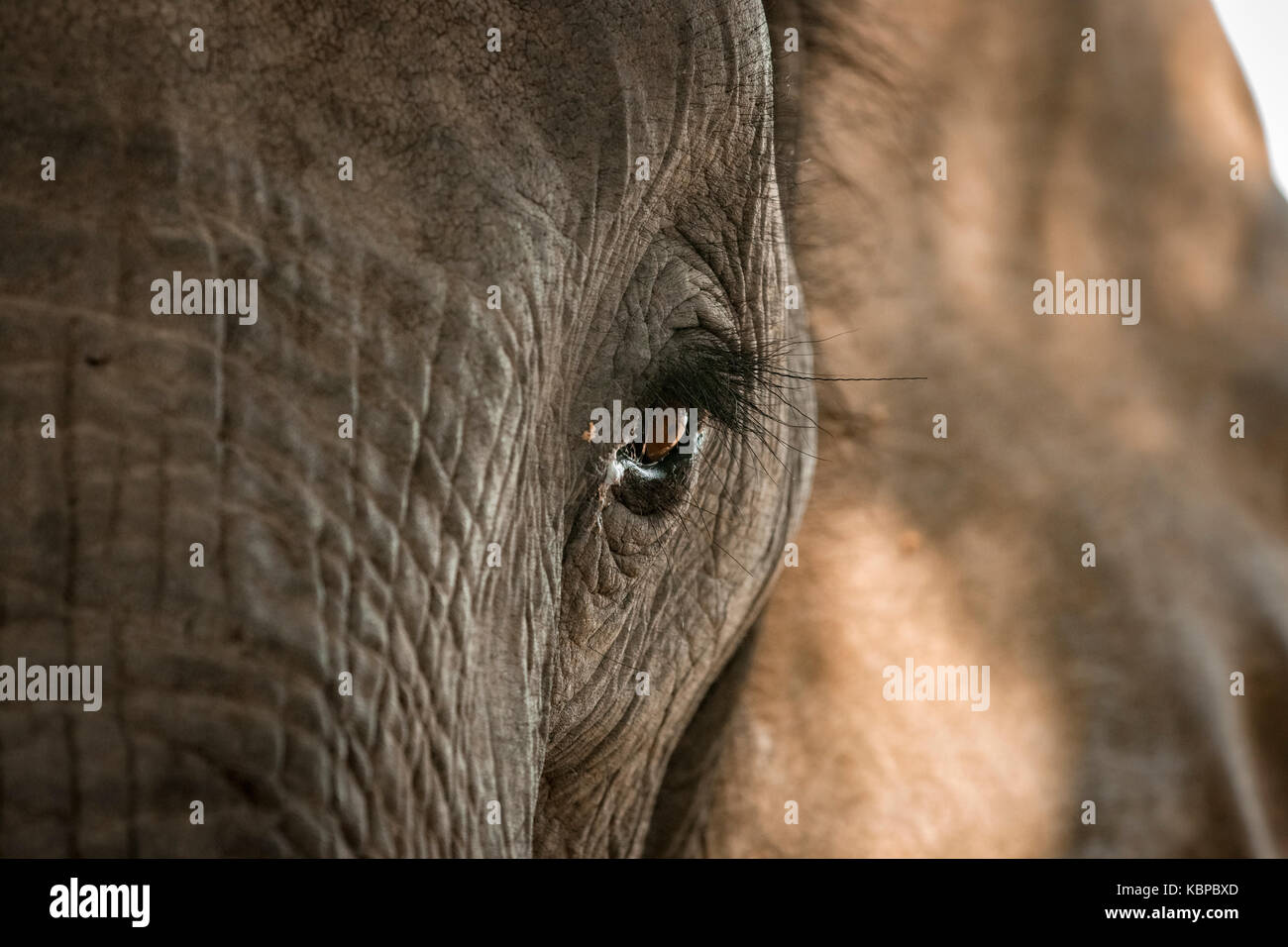 Close up of African elephant's eye (Loxodonta) Stock Photo