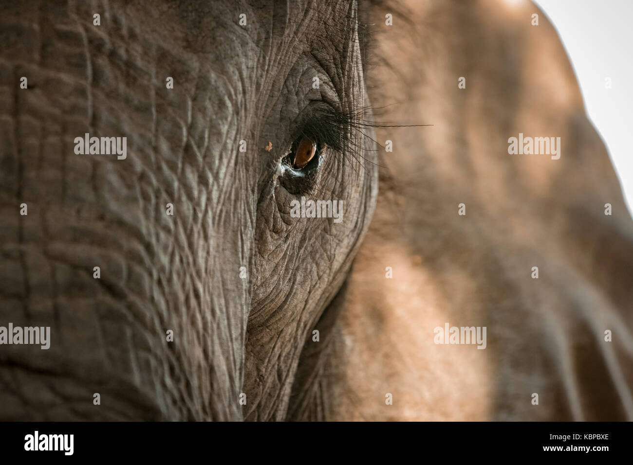 Close up of African elephant's eye (Loxodonta) Stock Photo