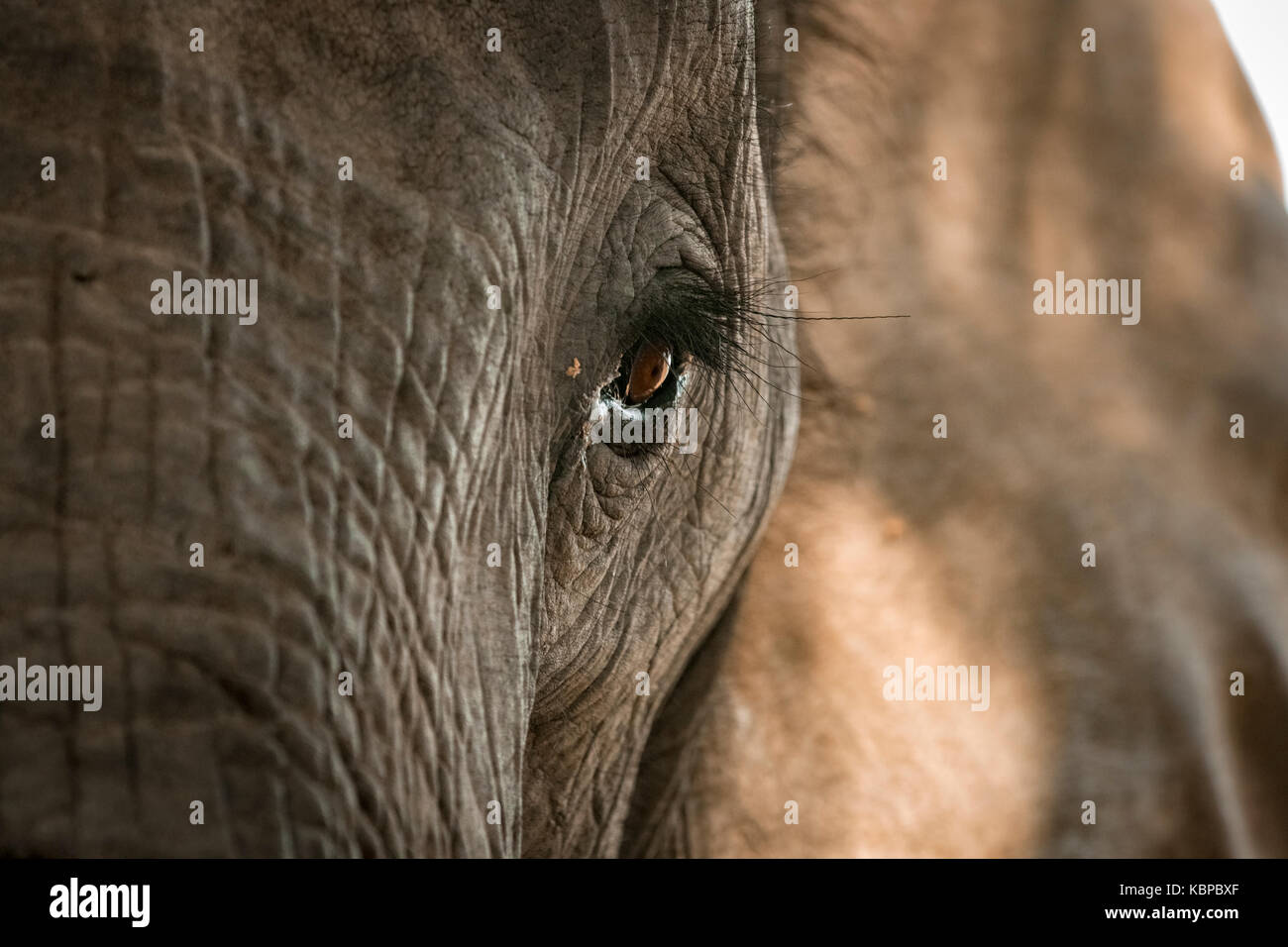 Close up of African elephant's eye (Loxodonta) Stock Photo