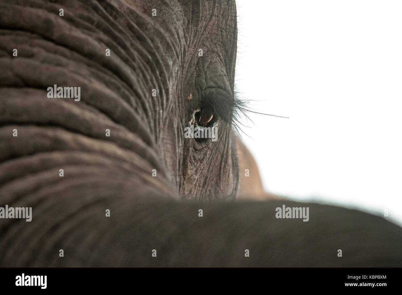 Close up of African elephant's eye (Loxodonta) Stock Photo