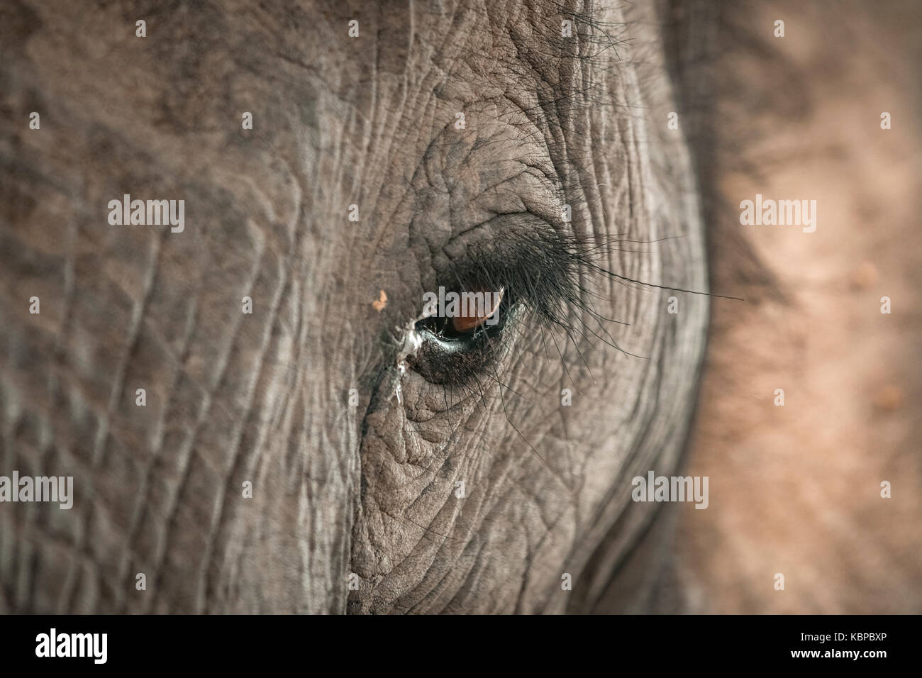 Close up of African elephant's eye (Loxodonta) Stock Photo