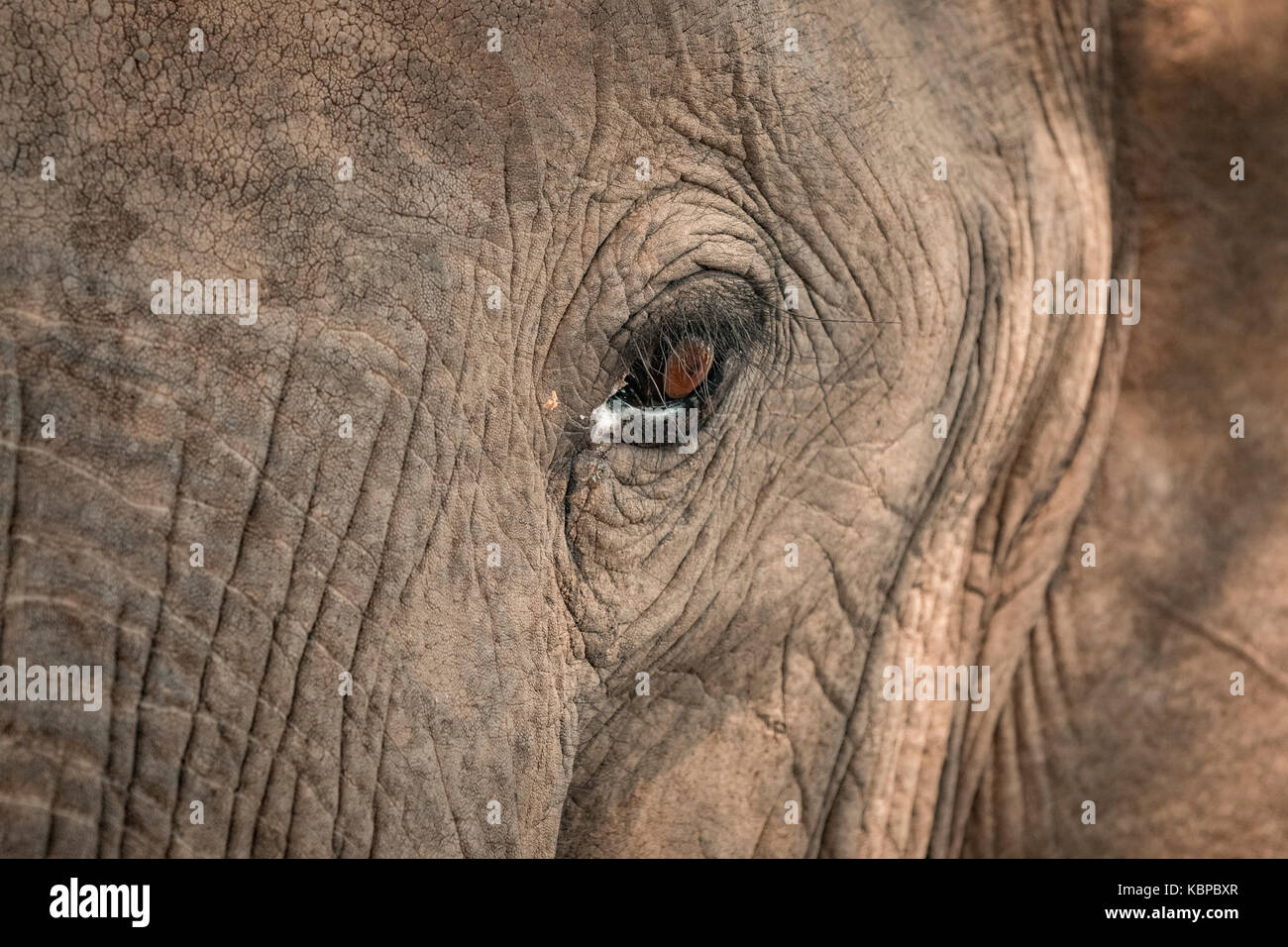Close up of African elephant's eye (Loxodonta) Stock Photo