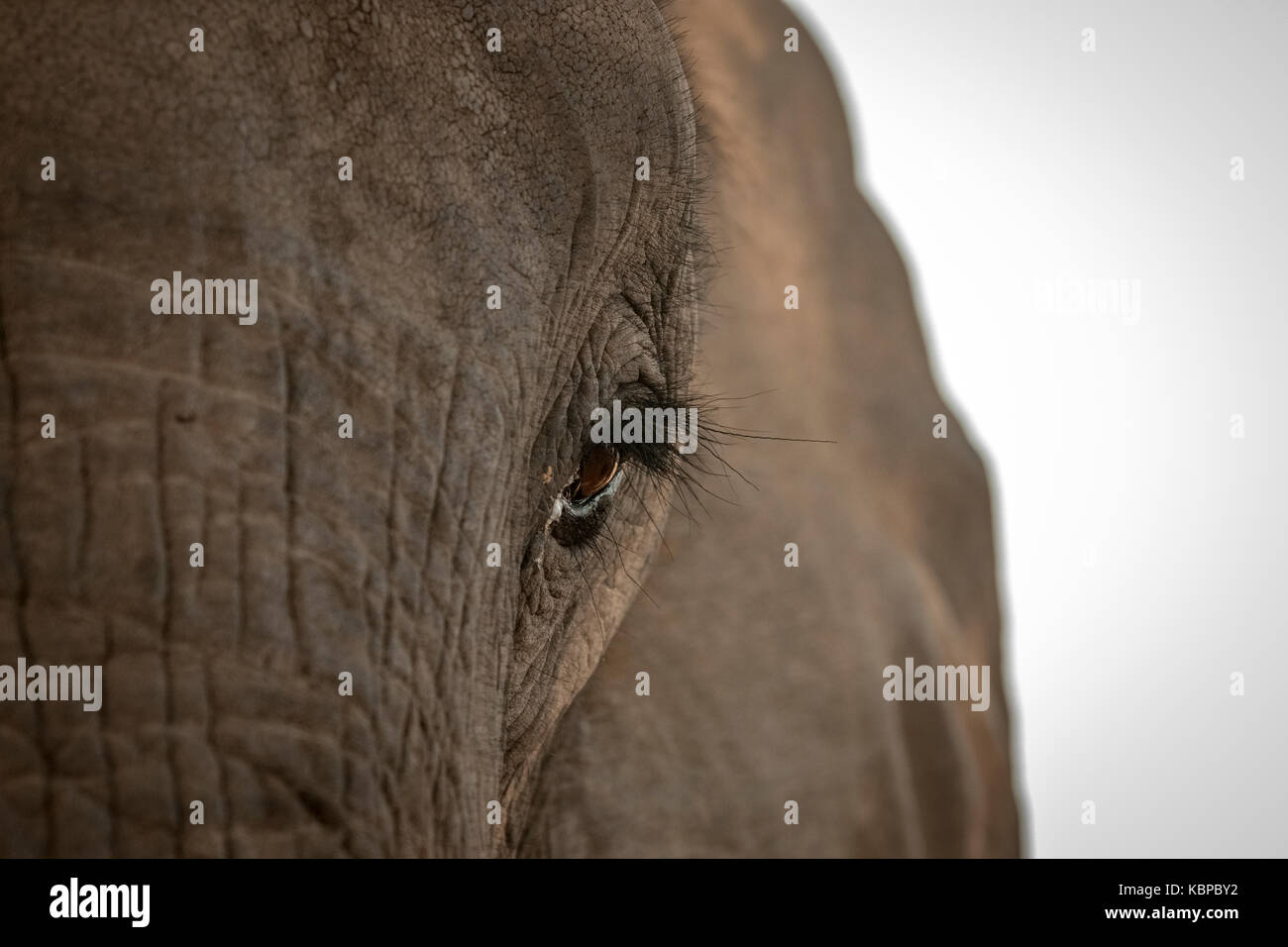 Close up of African elephant's eye (Loxodonta) Stock Photo