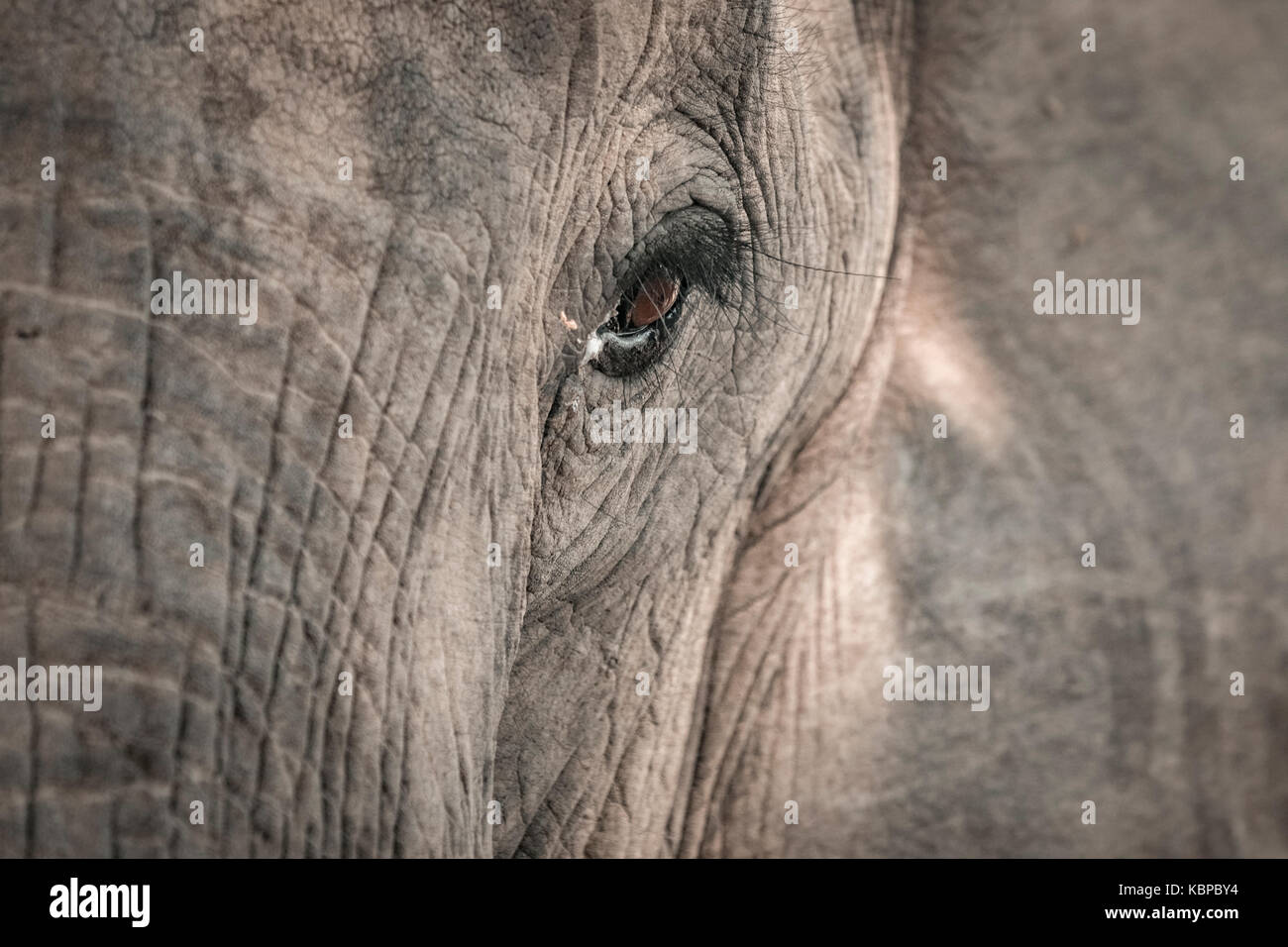 Close up of African elephant's eye (Loxodonta) Stock Photo