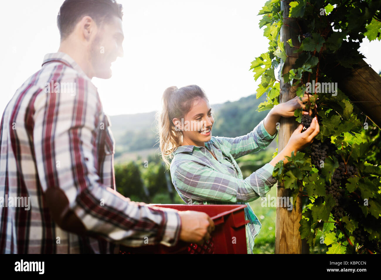 Winegrowers harvesting grapes in vineyard Stock Photo