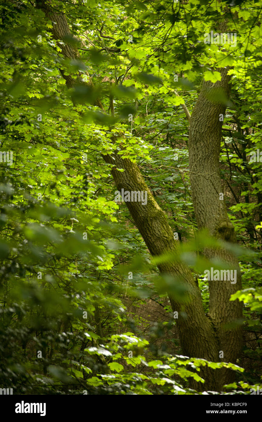 Gosforth Park Nature Reserve Stock Photo Alamy