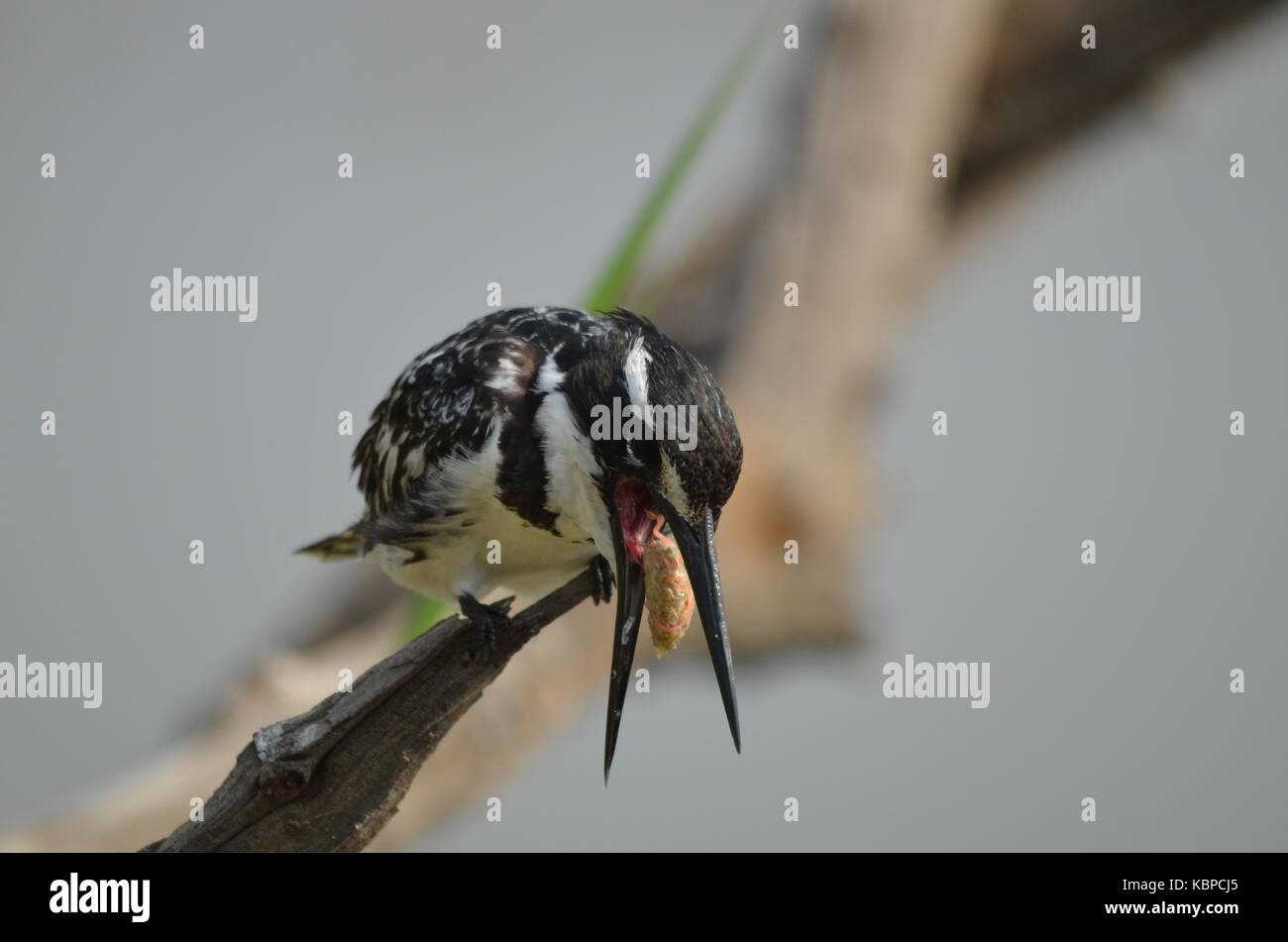 Bird regurgitating hires stock photography and images Alamy