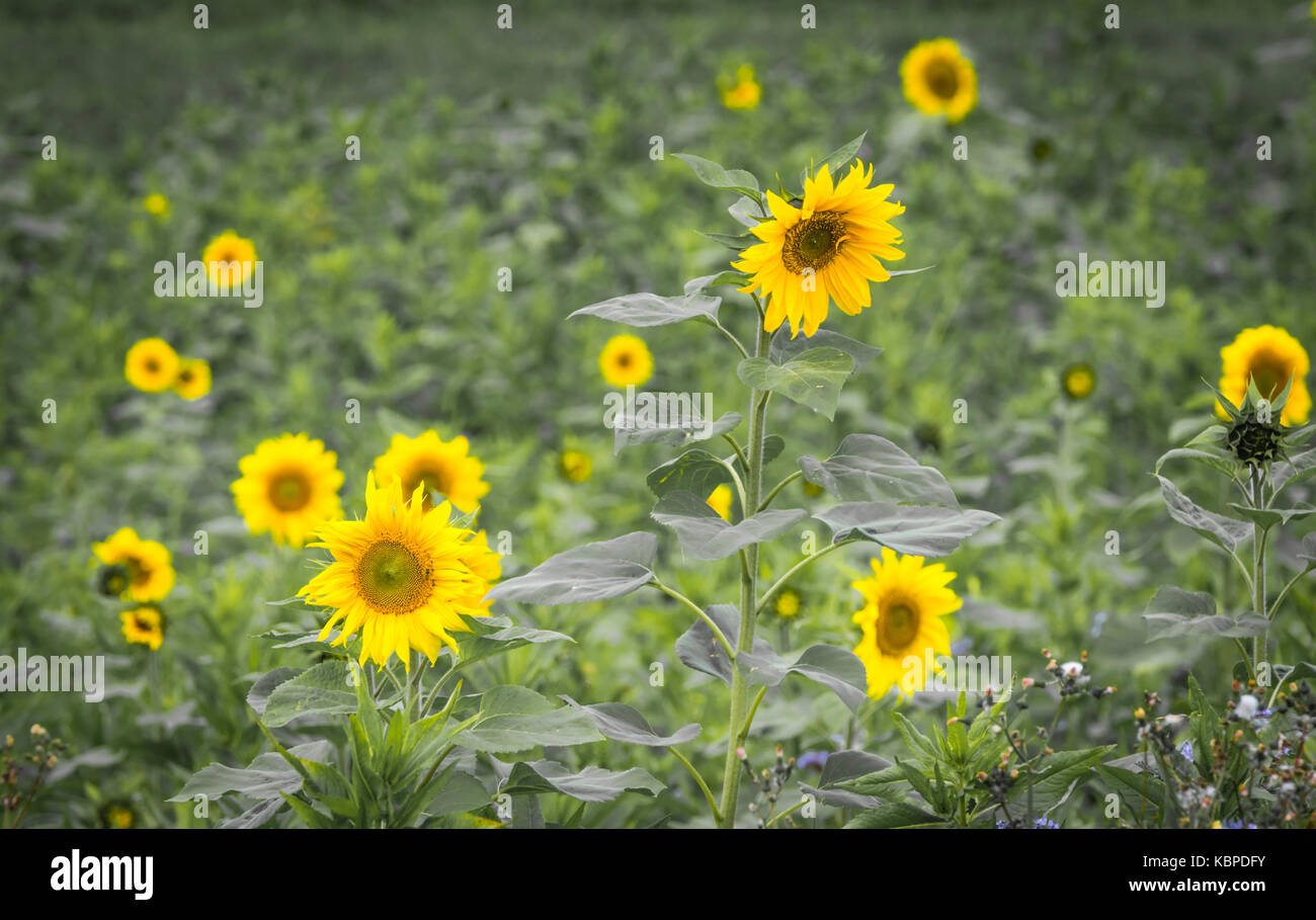 Large field with many sunflowers Stock Photo - Alamy