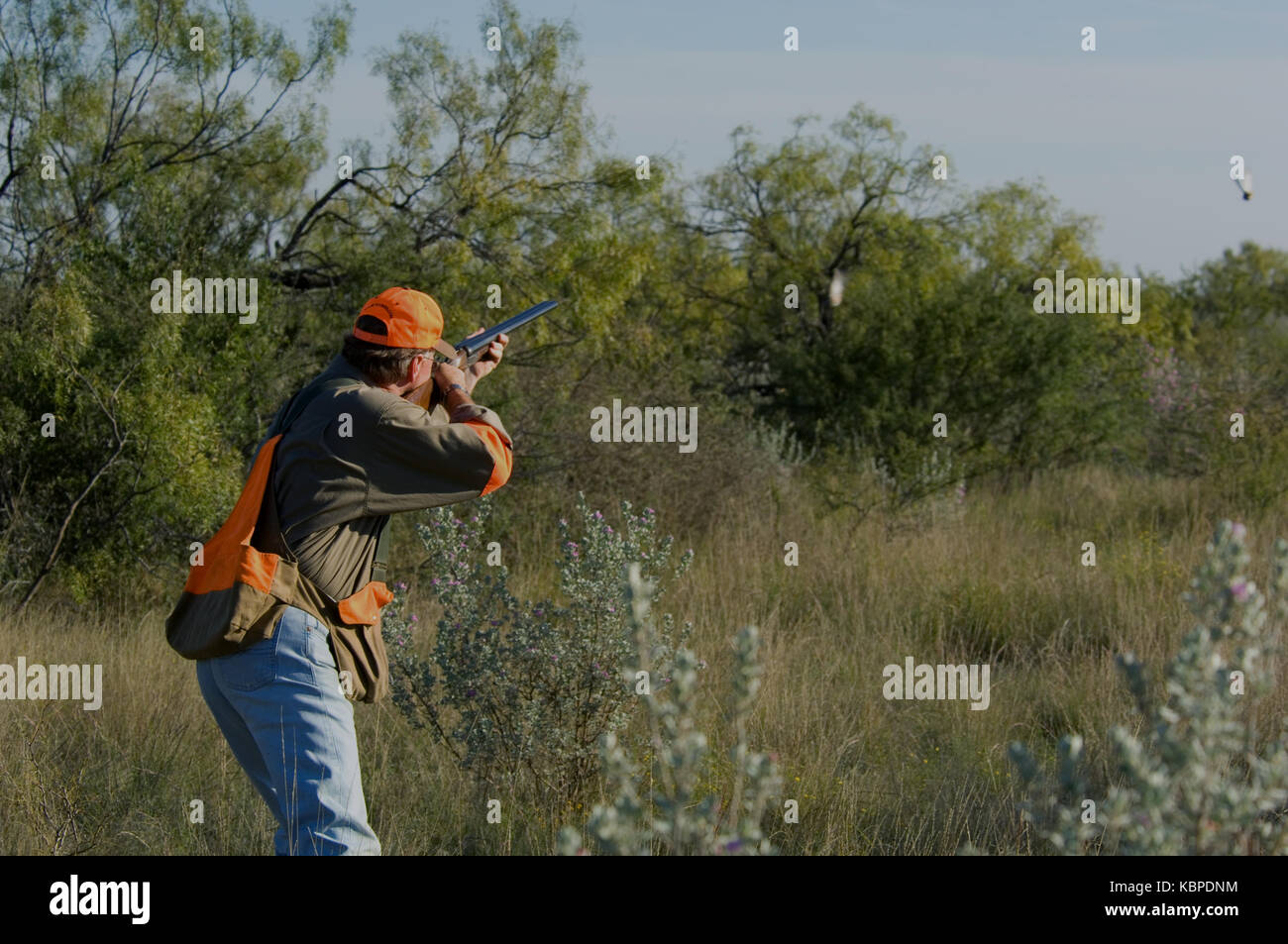 Quail Flying Stock Photos & Quail Flying Stock Images Alamy