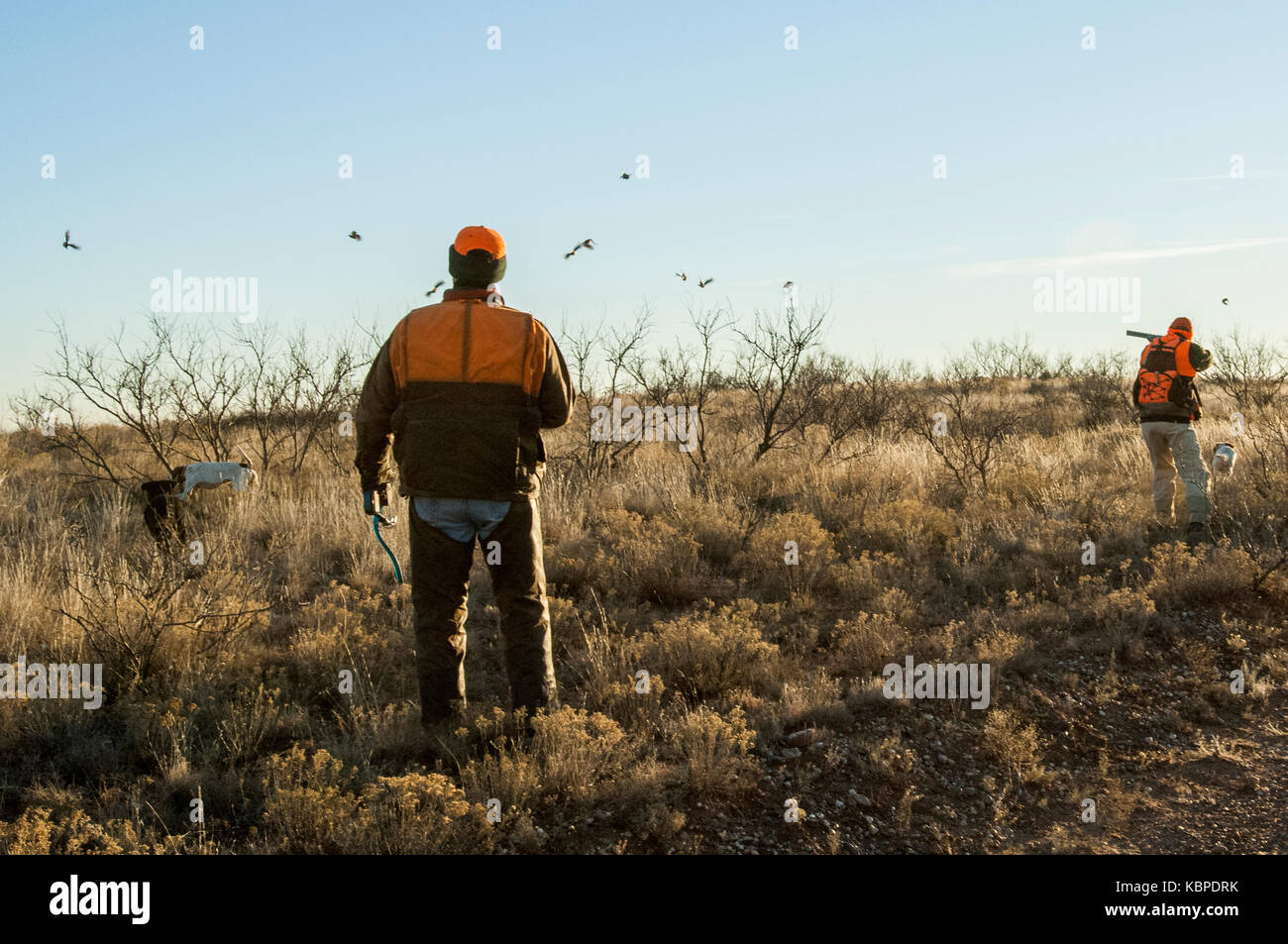 Quail hunters shoot at flushing bobwhite quail on a ranch in West Texas Stock Photo Alamy