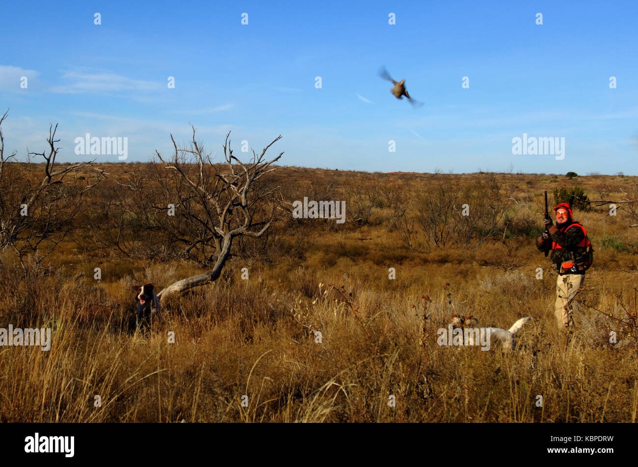 Quail hunters shoot at flushing bobwhite quail on a ranch in West Texas Stock Photo