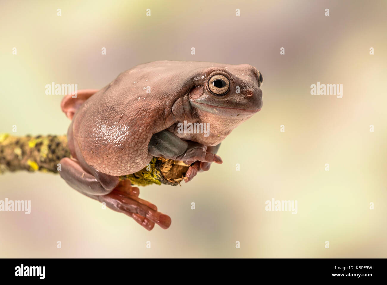 White's tree frog. Also known as the dumpy frog and Australian green tree frog, Litoria caerulea. Sitting on a single branch. Room for copy Stock Photo