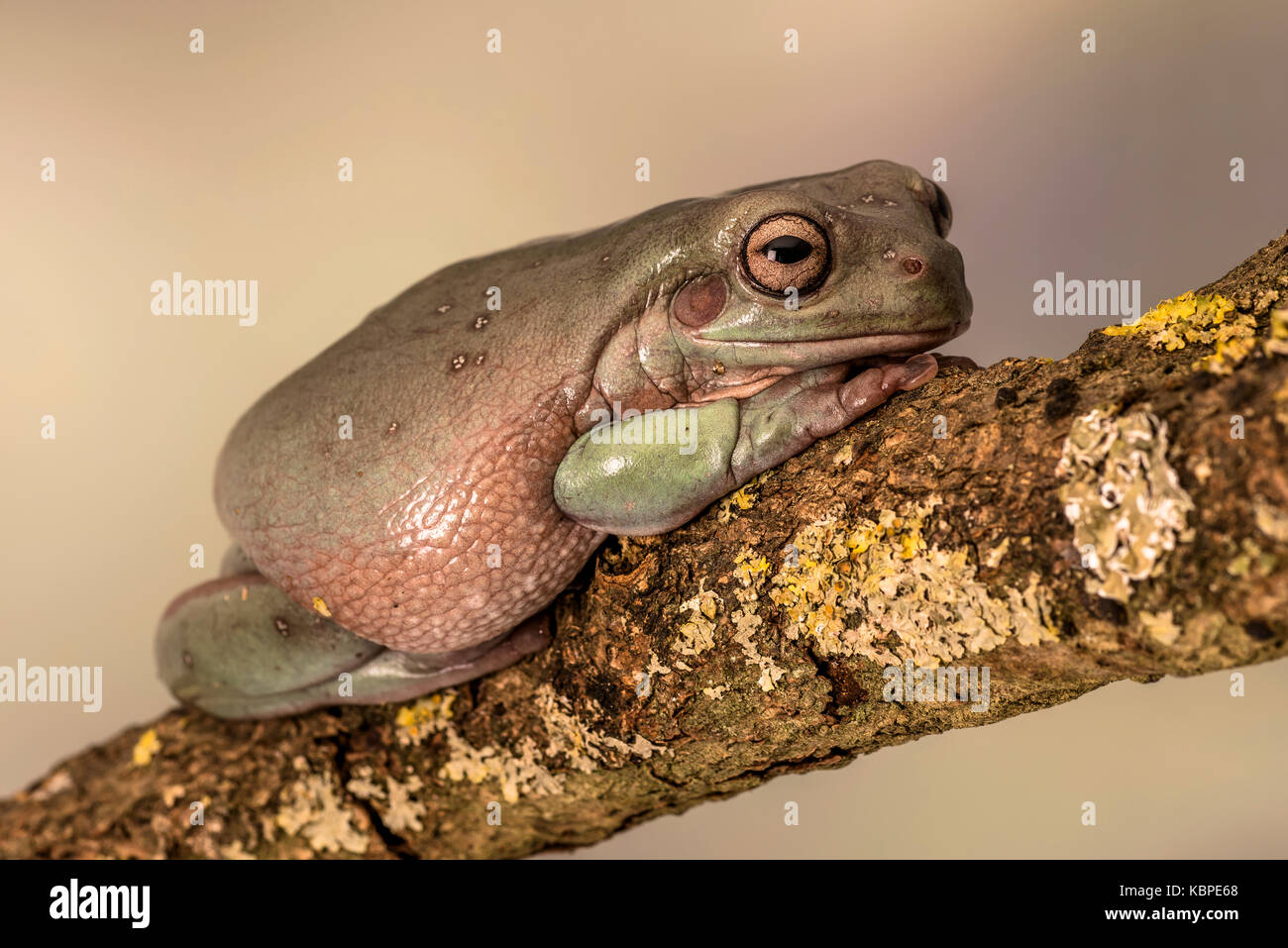 White's tree frog. Also known as the dumpy frog and Australian green tree frog, Litoria caerulea. Sitting on a single branch. Room for copy Stock Photo