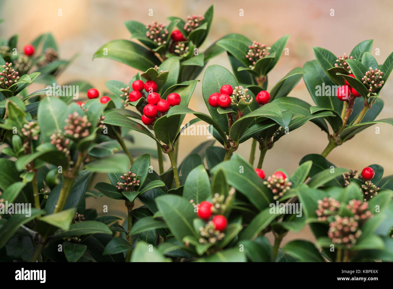 skimmia japonica olympic flame, red berries Stock Photo