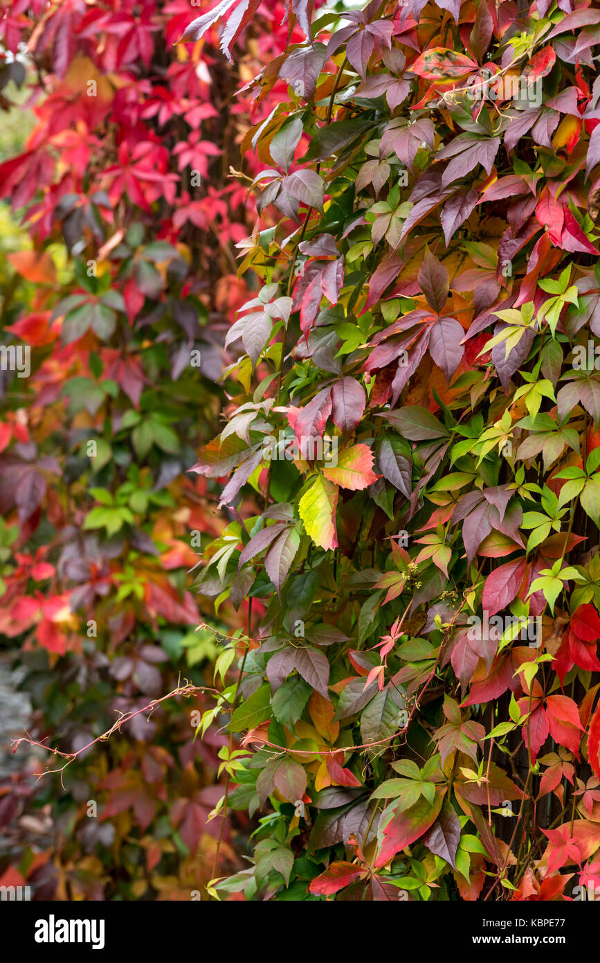 Parthenocissus quinquefolia Virginia Creeper. Stock Photo