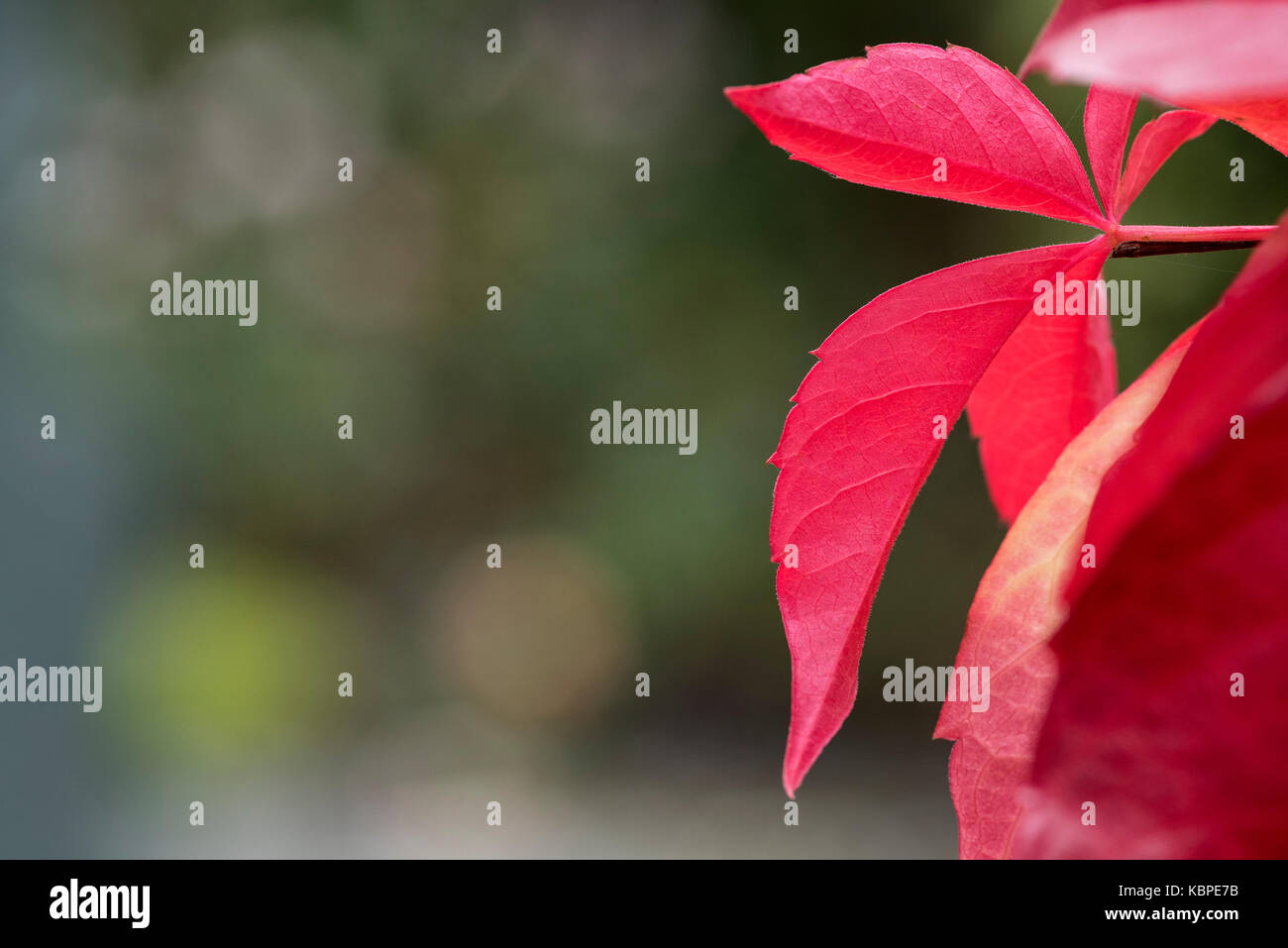 Parthenocissus quinquefolia Virginia Creeper. Stock Photo