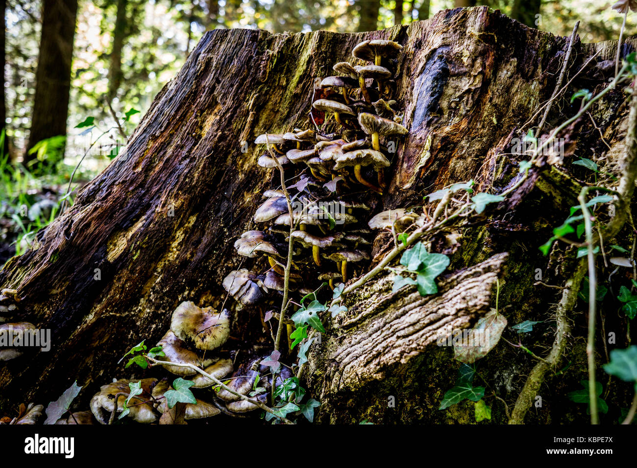 A close up of mushrooms on a tree in a forest Stock Photo