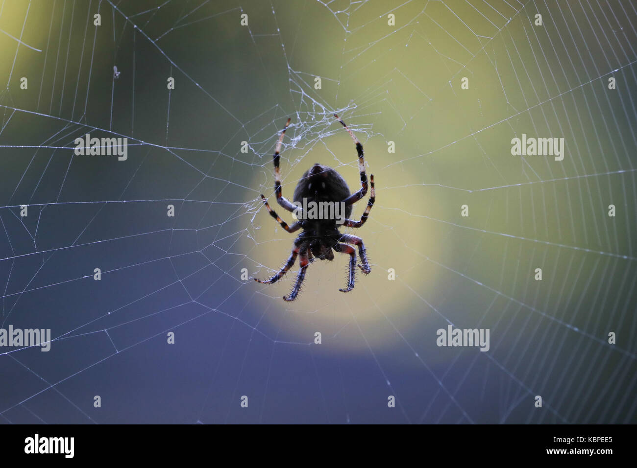 Big spider in center of his web against a blurred green background Stock Photo
